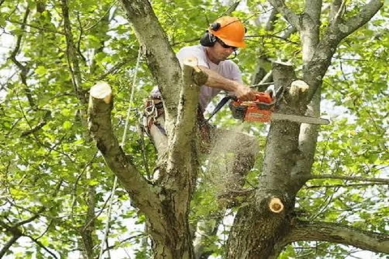 Jhaad Cutting Service
