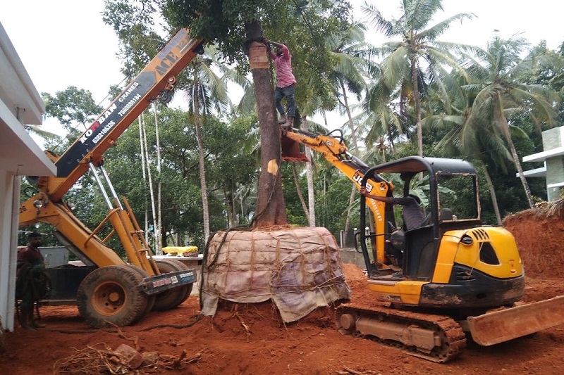 Tree Trans Location