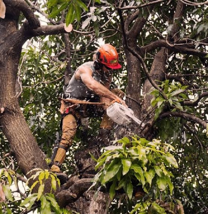 Tree Care Hyderabad